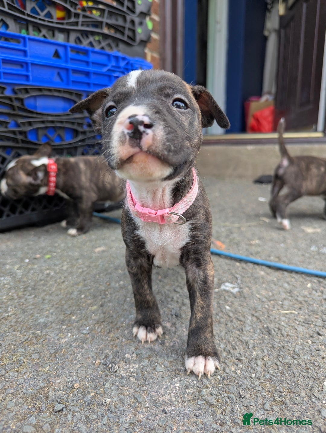 English Bull Terrier dogs for sale: English bull terrier cross staffys - Image 18