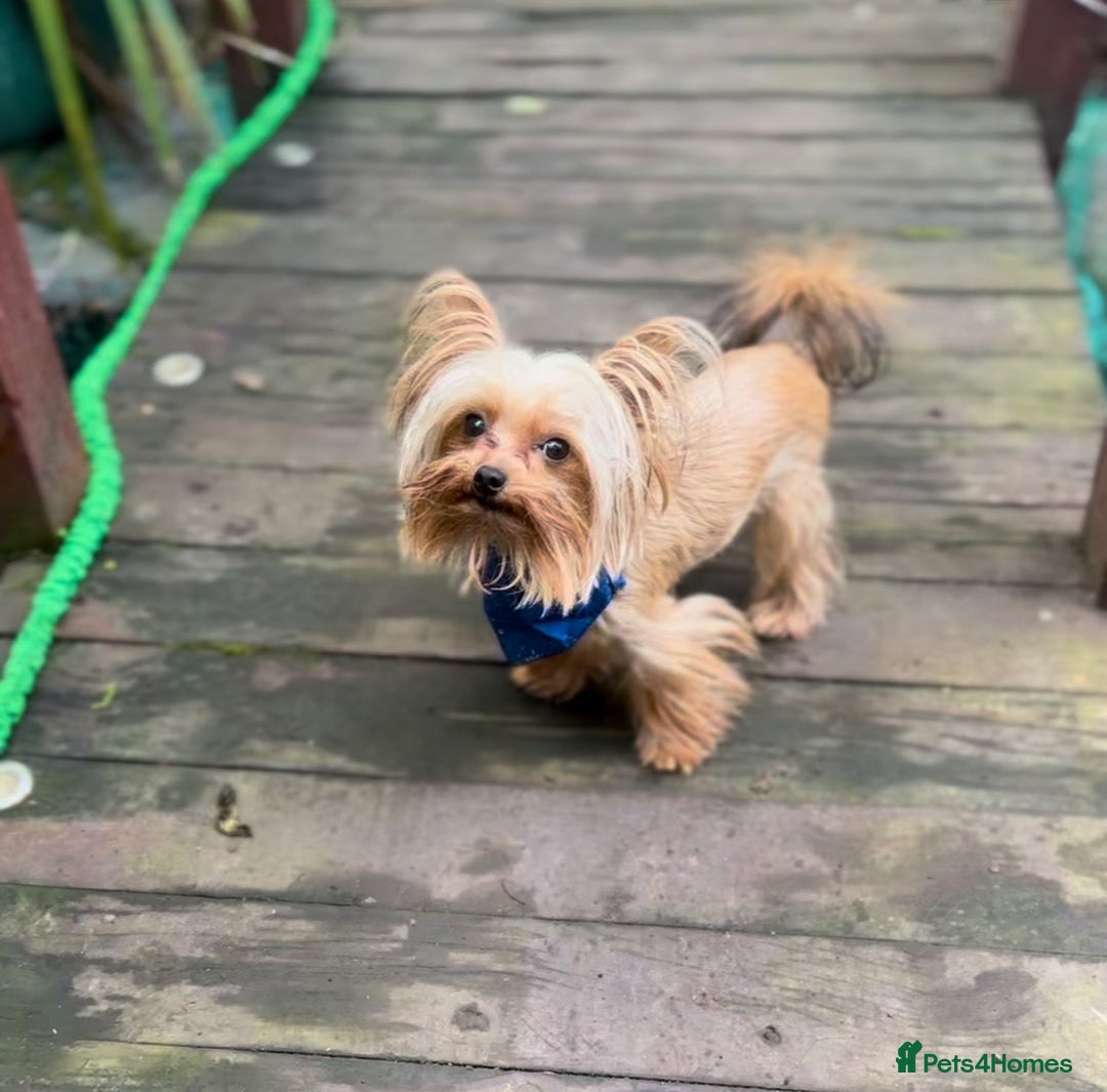 Yorkshire Terrier dogs for stud: Mini Gold dust Yorkshire terrier for stud in Dagenham - Image 2