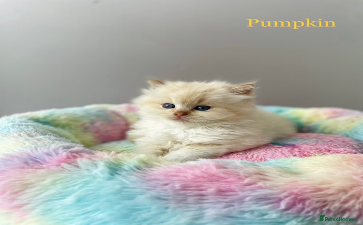 Ragdoll cats - Advert 4