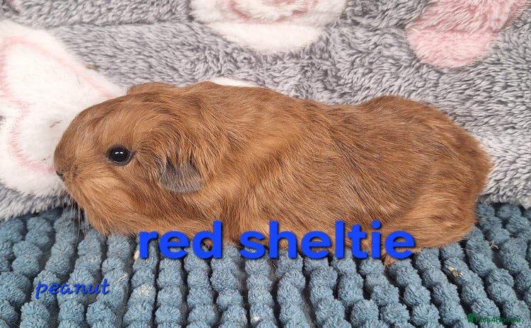 Guinea Pig rodents Sheltie and texel guinea pig boars - Advert 1
