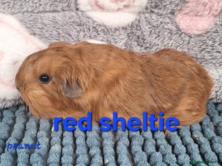Guinea Pig rodents Sheltie and texel guinea pig boars - Advert 1