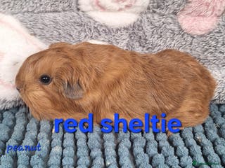 Guinea Pig rodents Sheltie and texel guinea pig boars - Advert 23