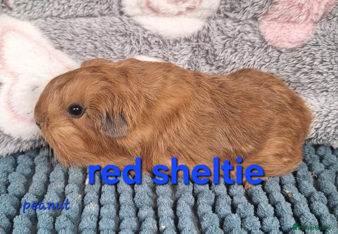 Guinea Pig rodents Sheltie and texel guinea pig boars - Advert 1