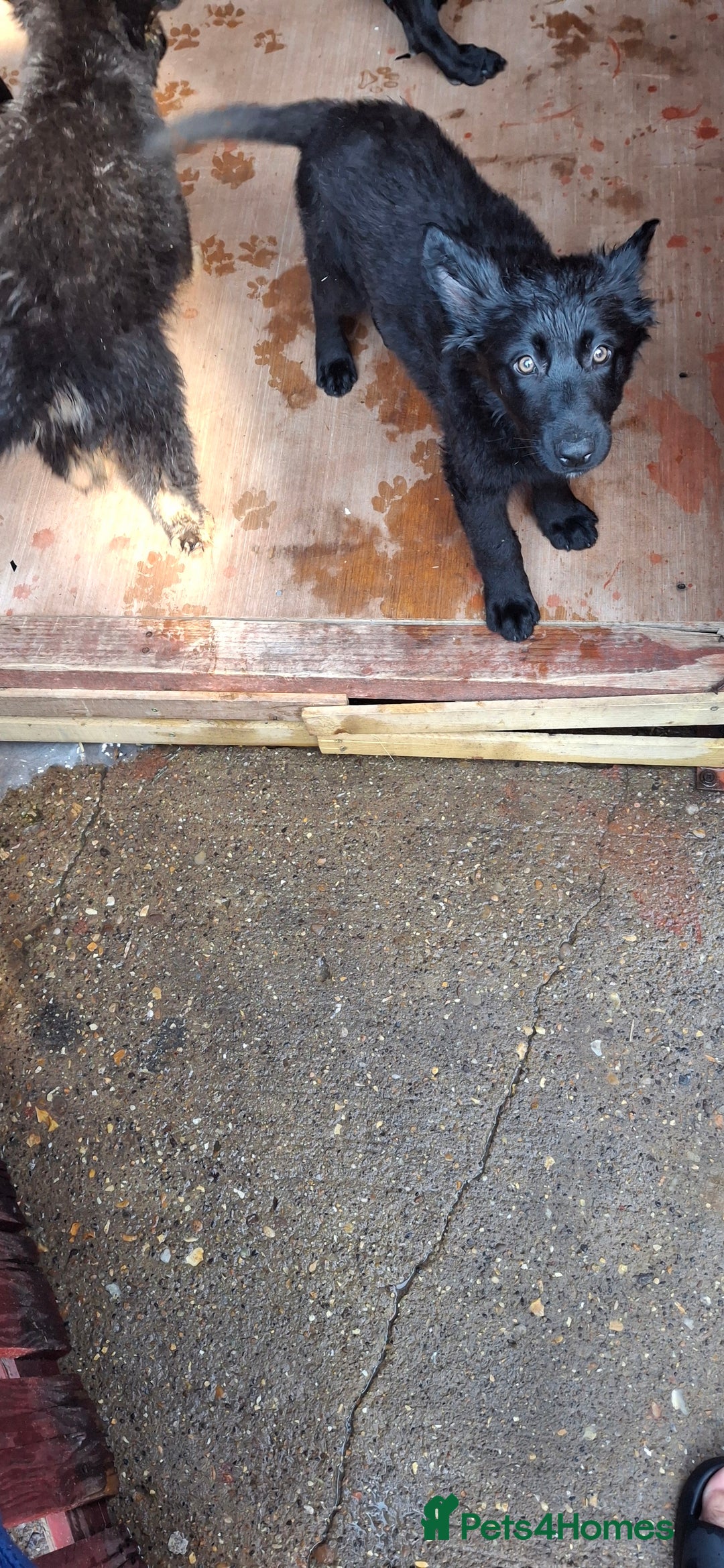 German Shepherd dogs for sale: For sale  - Image 4