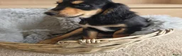 Cocker Spaniel dogs for sale: Beautiful Working Type Cocker Spaniel Puppies - Advert 1