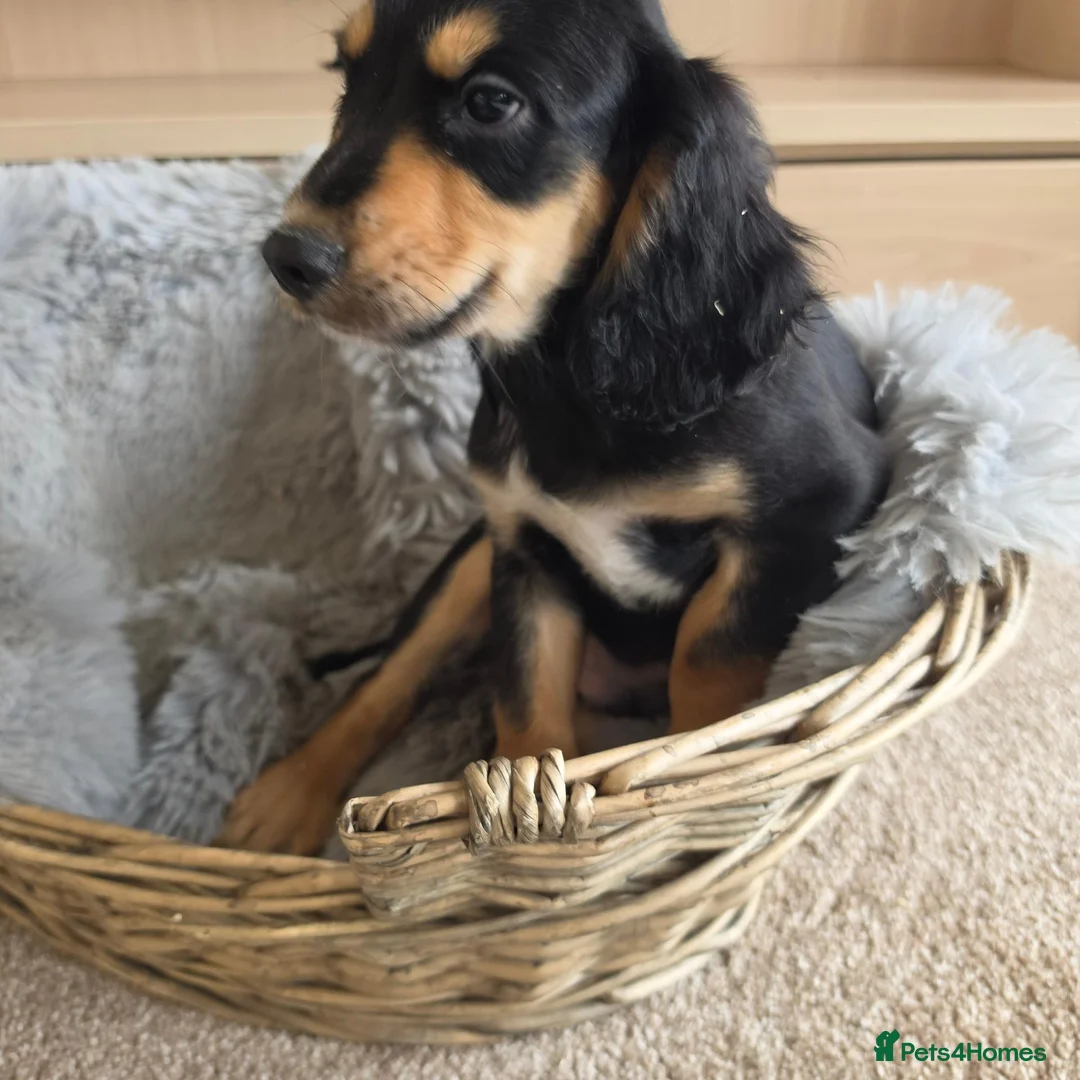 Cocker Spaniel dogs for sale: Beautiful Working Type Cocker Spaniel Puppies - Advert 1