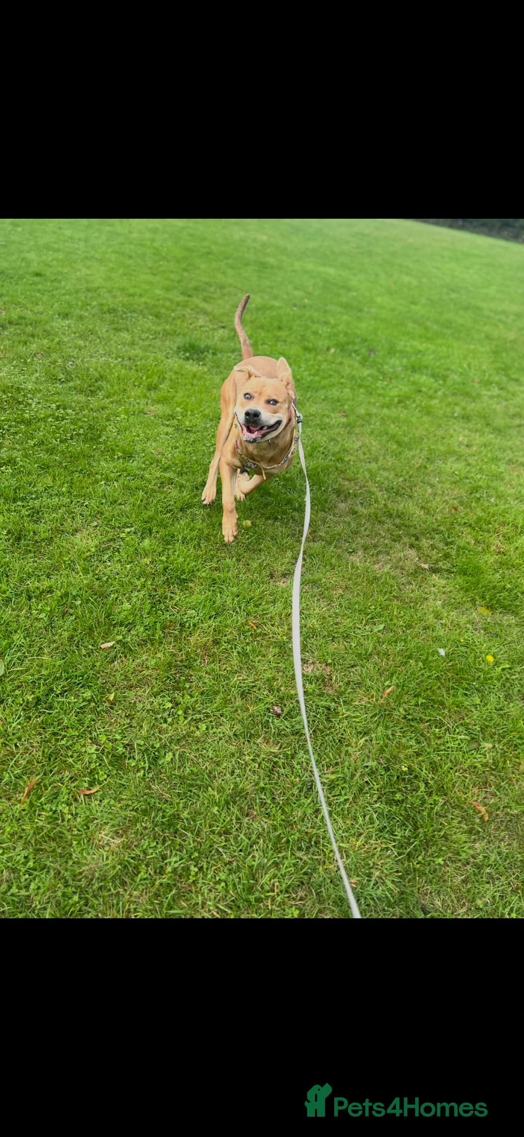 Mixed Breed dogs for sale: Urgent home needed for Nova  - Advert 6