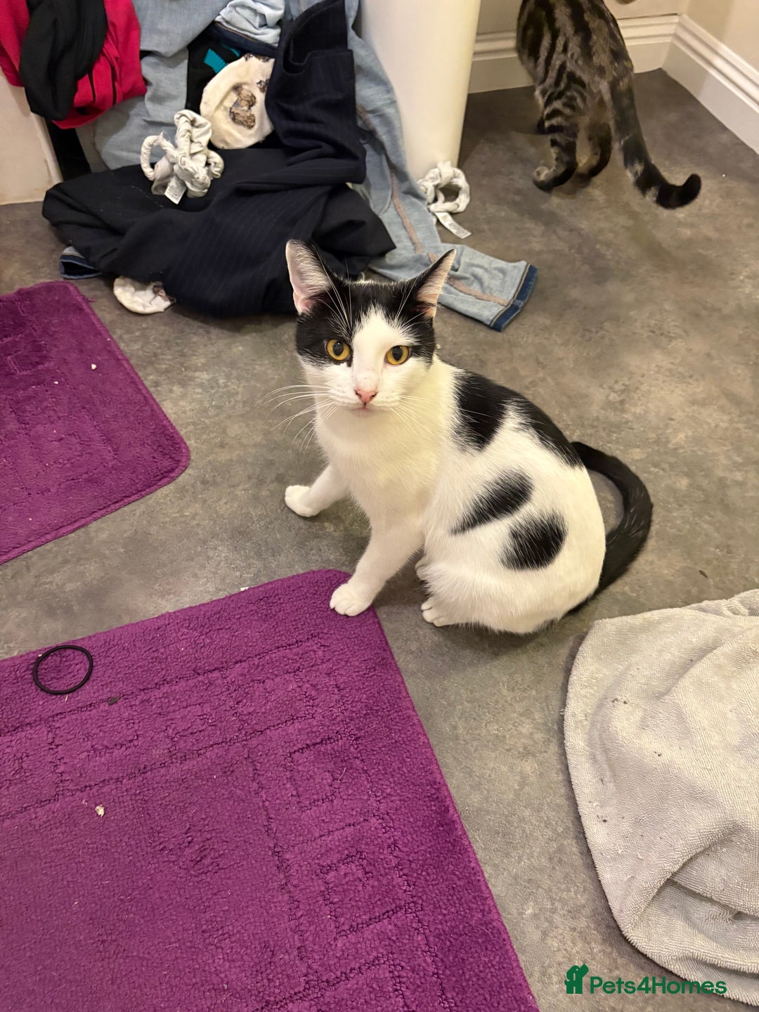 Domestic Shorthair cats for sale: cat for sale - Advert 3