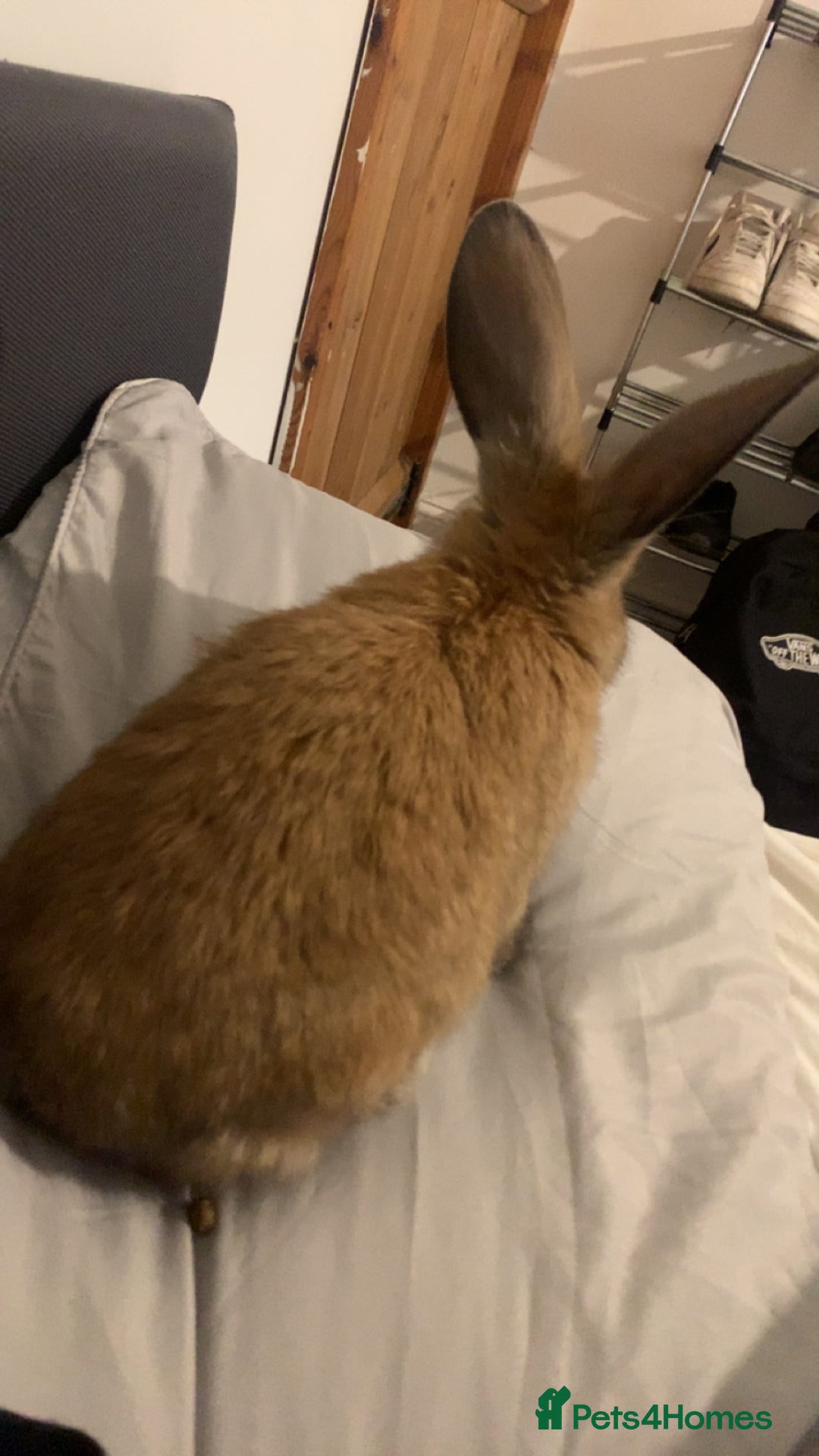 Dutch rabbits for sale: Male rabbit  - Advert 2