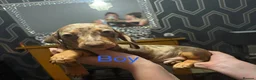 Miniature Dachshund dogs for sale: Miniature dachshund puppies in Willenhall - Advert 3
