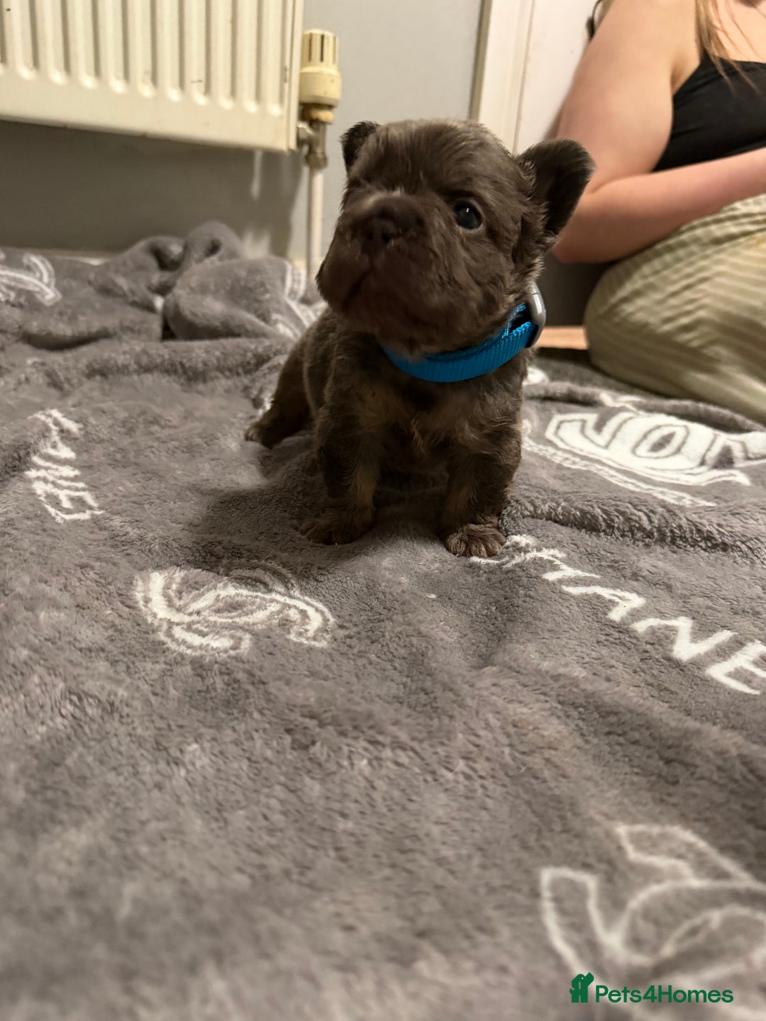 French Bulldog dogs for sale: French bulldog - Advert 30