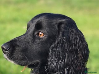 Cocker Spaniel dogs Kc registered cocker spaniel - Advert 17