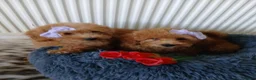 Miniature Poodle dogs for sale: Fox Red and Red puppies Boys and Girls available. - Advert 11