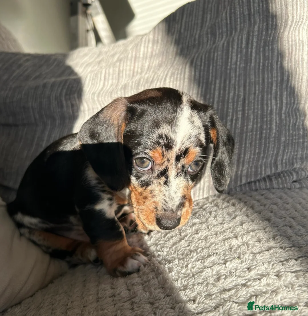 Dachshund dogs for stud: Miniature Daschund for Stud in York - Advert 20