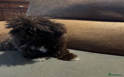 Shih Tzu dogs for sale: Imperial shih tzu pups - Advert 4