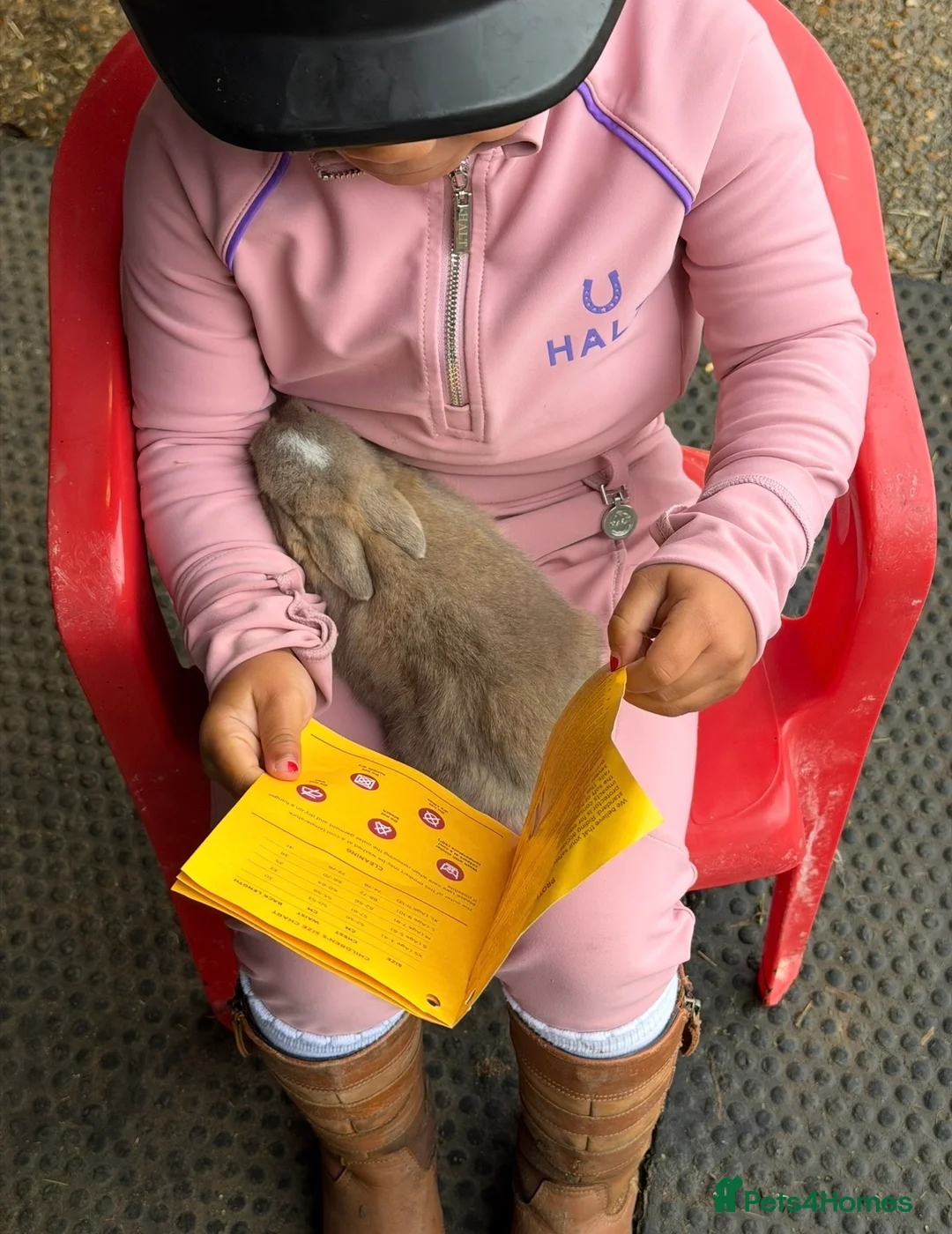 Mini Lop rabbits for sale: Pure mini lop  - Advert 2