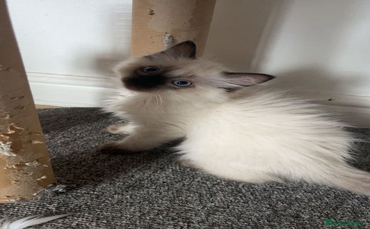 Ragdoll cats - Advert 9