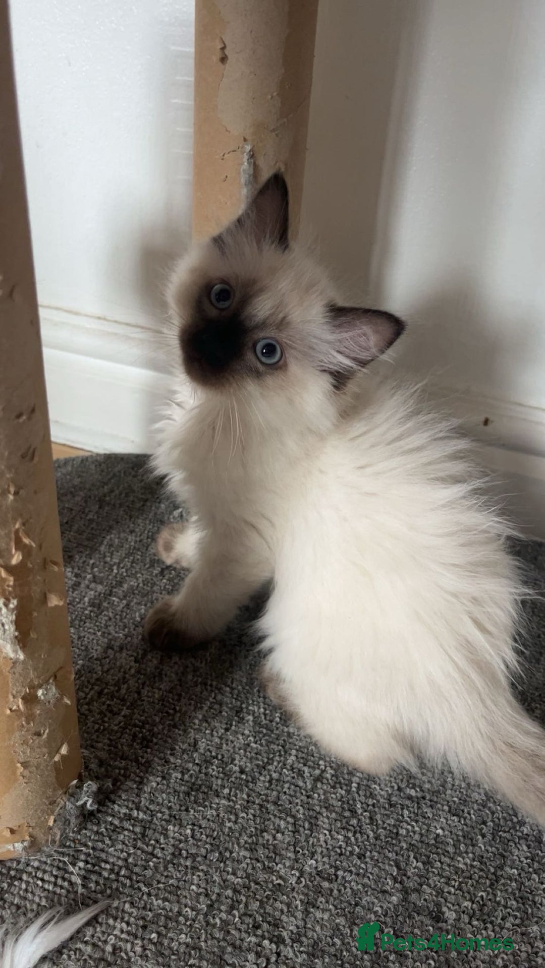 Ragdoll cats for sale: 4 kittens looking for a new home. - Image 1