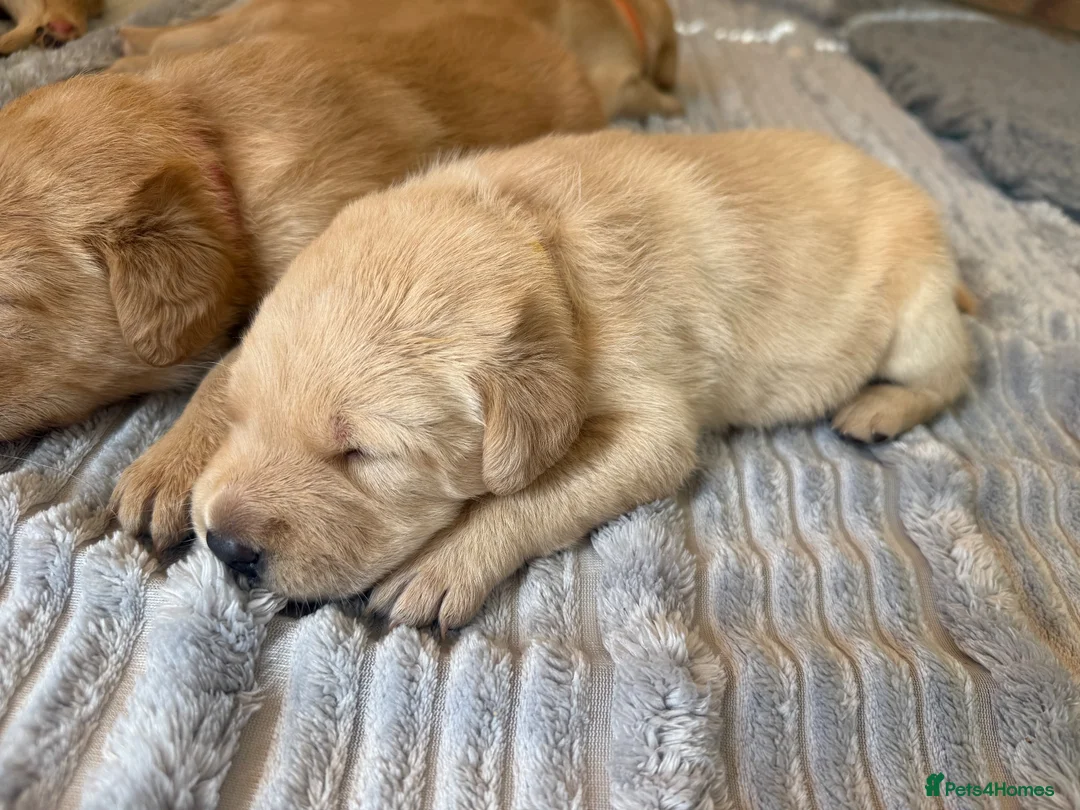 Labrador Retriever dogs for sale: Labrador puppies fox red and golden  in Huntingdon - Advert 9