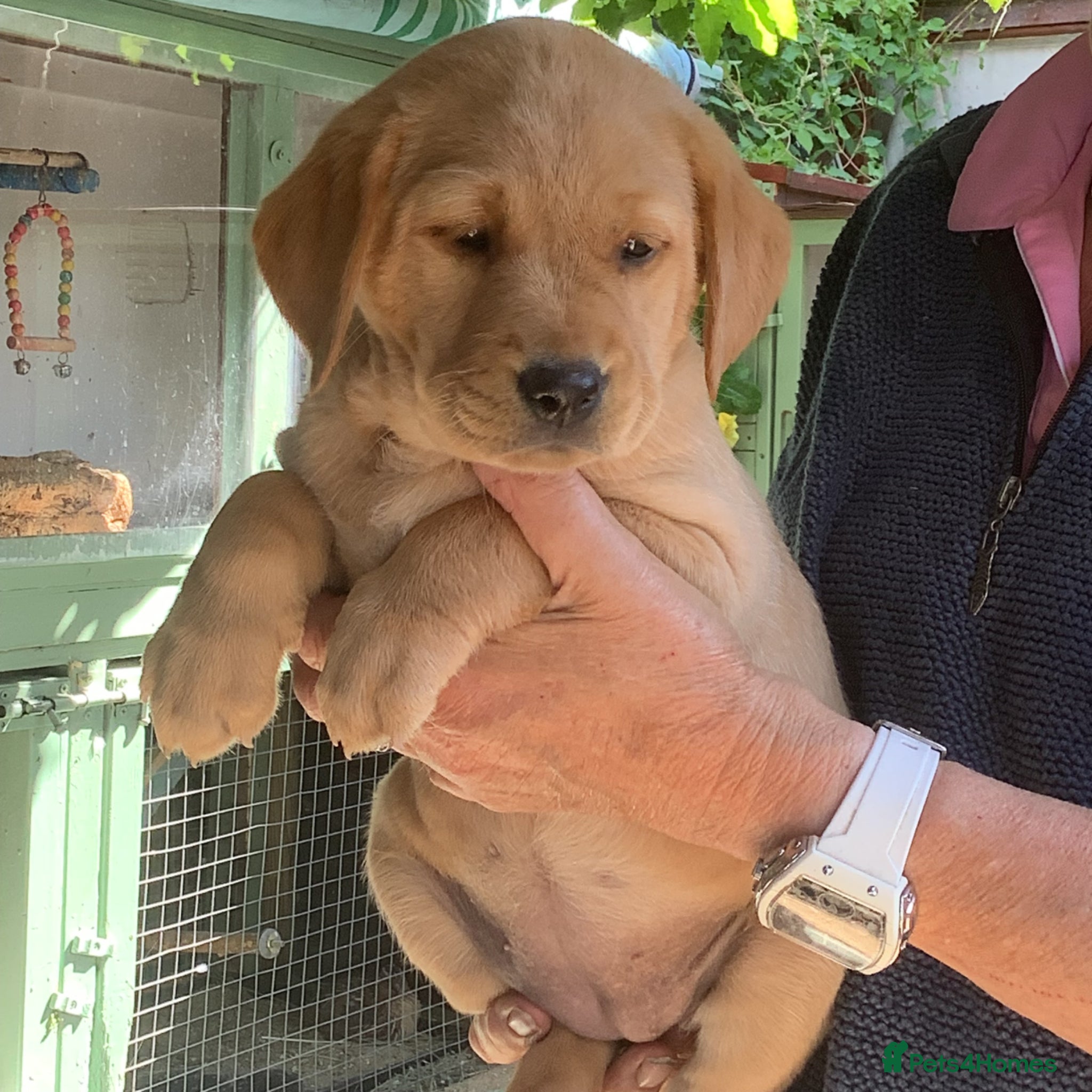 Labrador Retriever dogs Labrador Puppy - Golden Female - Advert 1