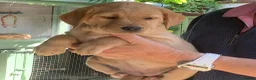 Labrador Retriever dogs for sale: Labrador Puppy - Golden Female - Advert 1