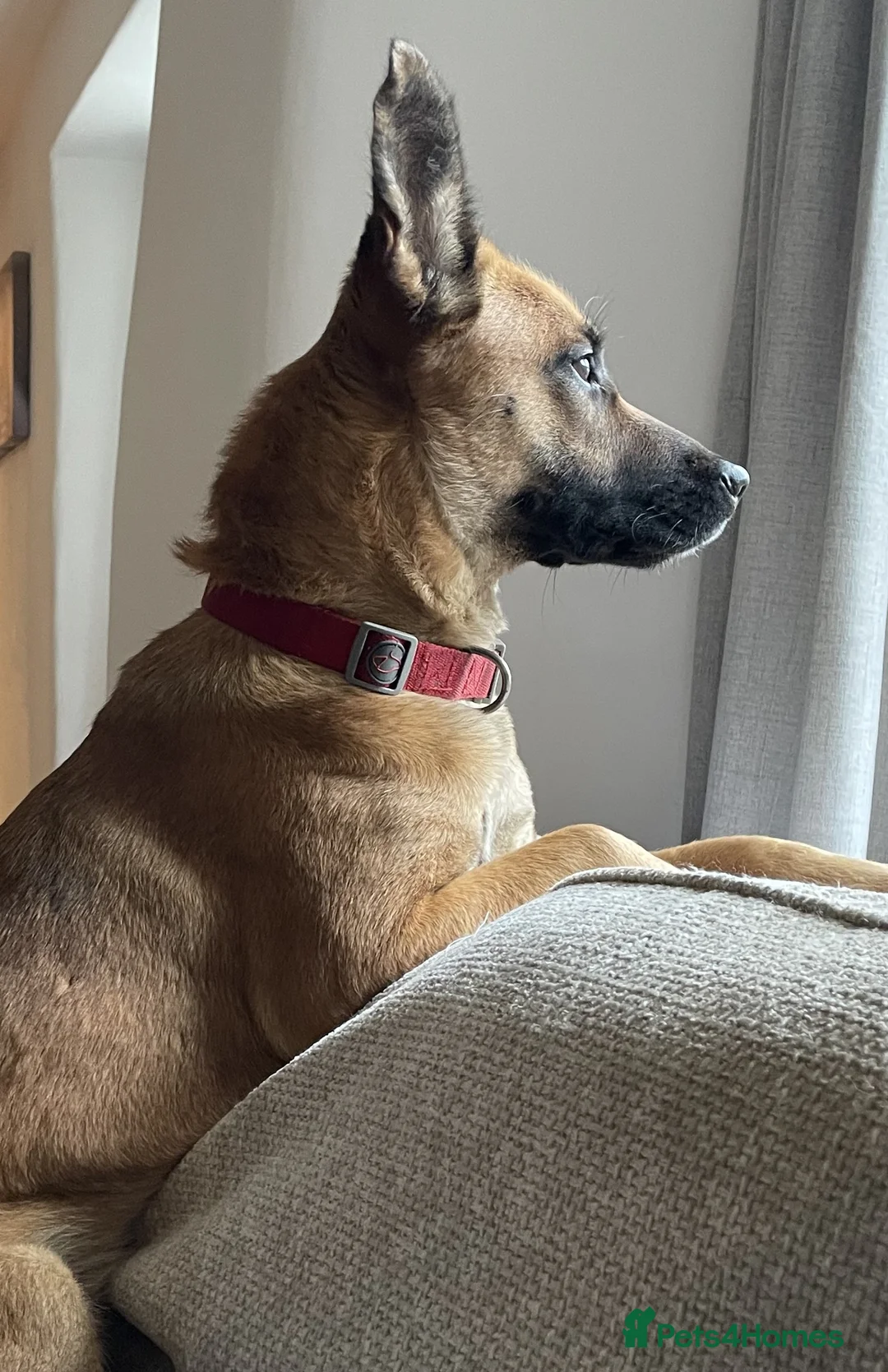 Mixed Breed dogs for sale: Lovely Luna - Advert 4