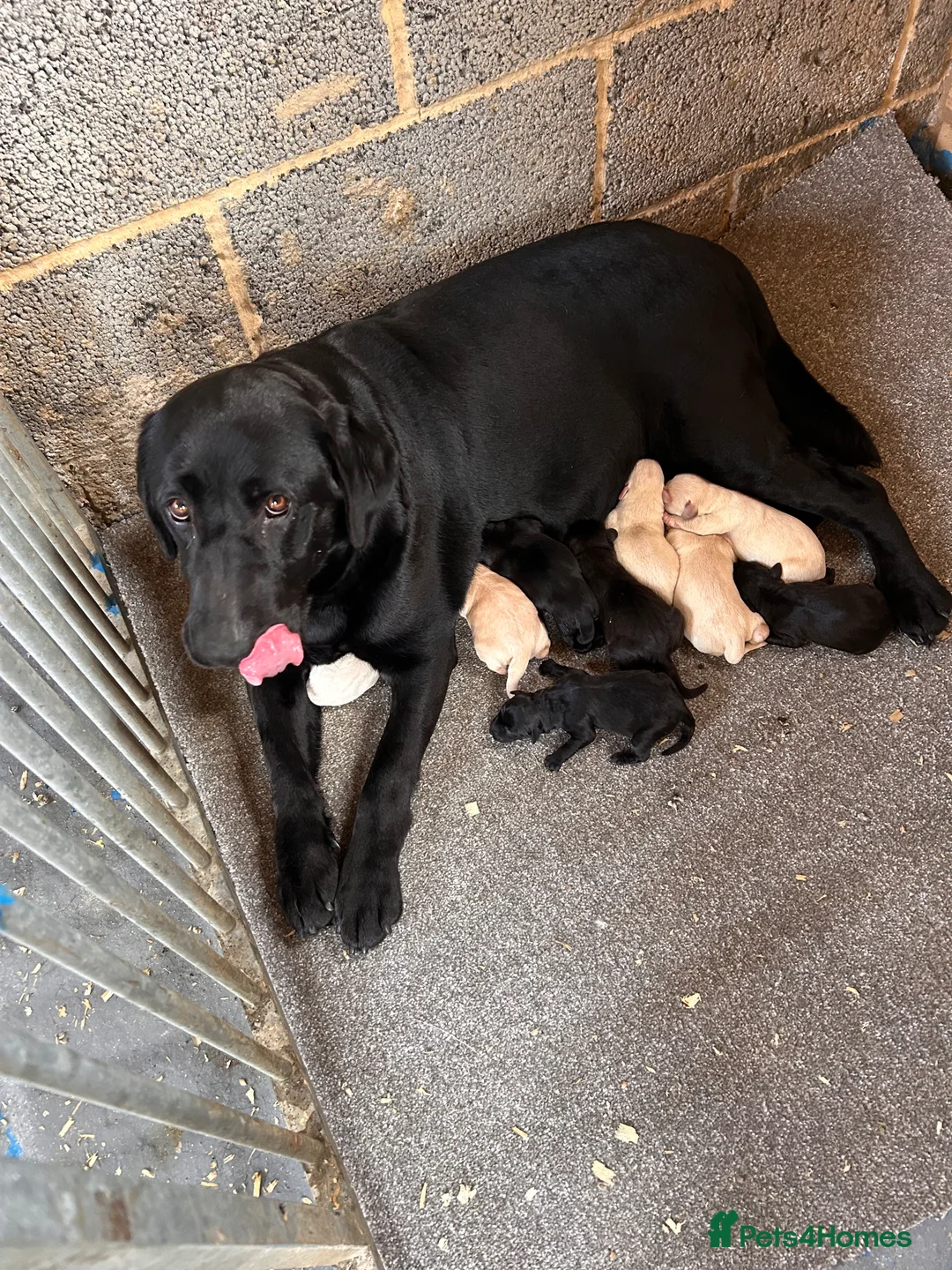 Labrador Retriever dogs for sale: Labrador puppies. Beautiful black and golden pups - Advert 20