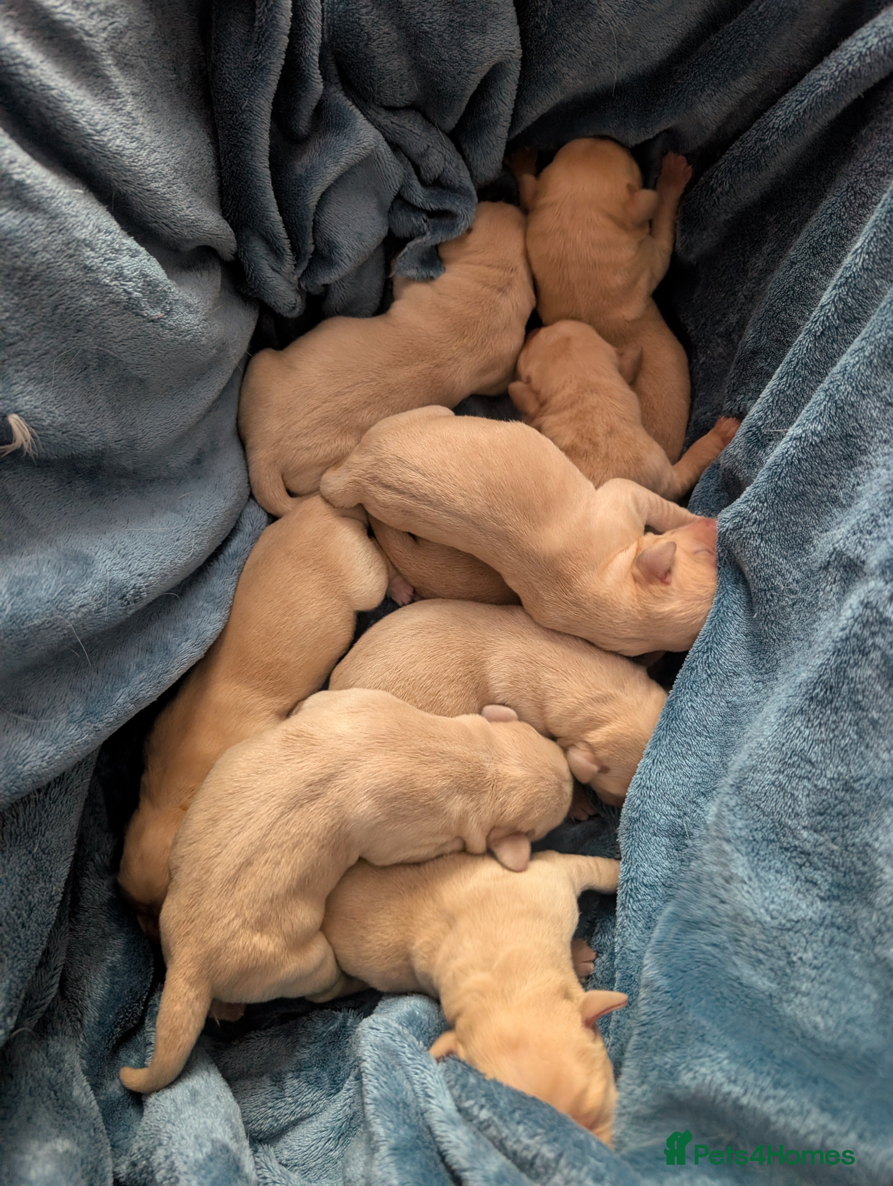 Labrador Retriever dogs  Labrador Puppies White(Yellow) & Fox Red  in Northampton - Advert 17