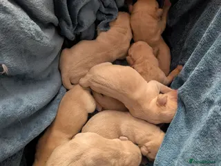 Labrador Retriever dogs Labrador Puppies White(Yellow) & Fox Red in Northampton - Advert 17