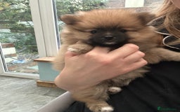 Pomeranian dogs for sale: Pomeranian puppies - Advert 22