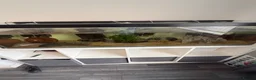 Axolotl reptiles for sale: Mixed axolotl  in Saint Helens - Advert 7