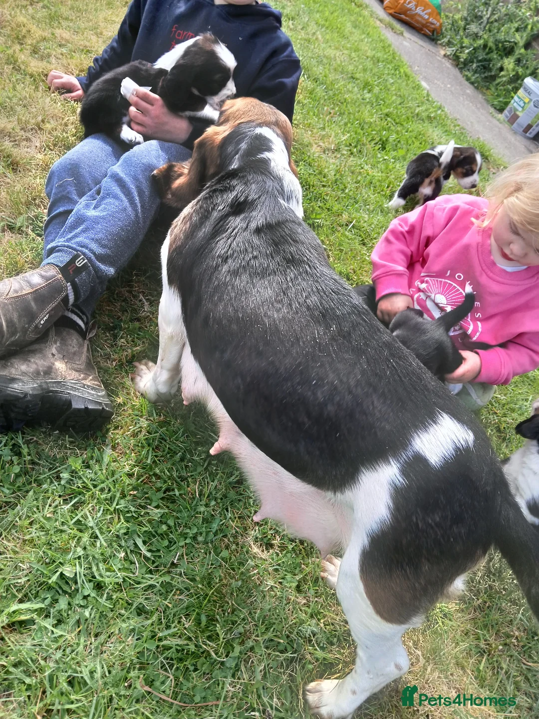 Mixed Breed dogs for sale: Basset x beagle puppies  in Rhayader - Advert 1
