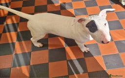 Bull Terrier dogs for sale: Bullterrier pup  - Image 3
