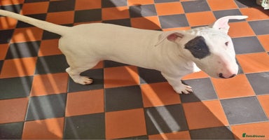 Bull Terrier dogs - Advert 15