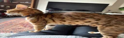 Mixed Breed cats for sale: Half Bengal Kittens - Advert 6