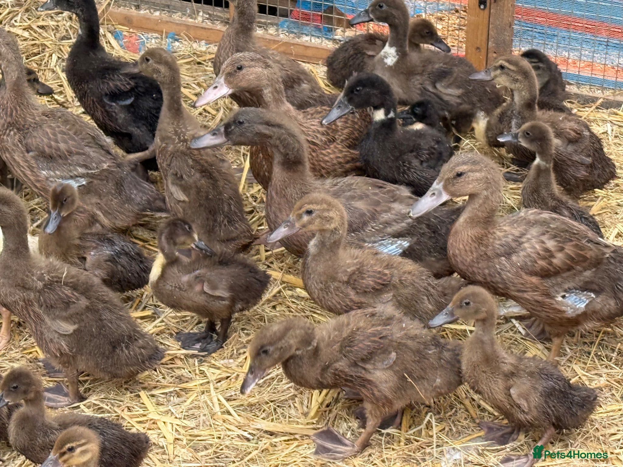 Ducks poultry Ducks  - Advert 1