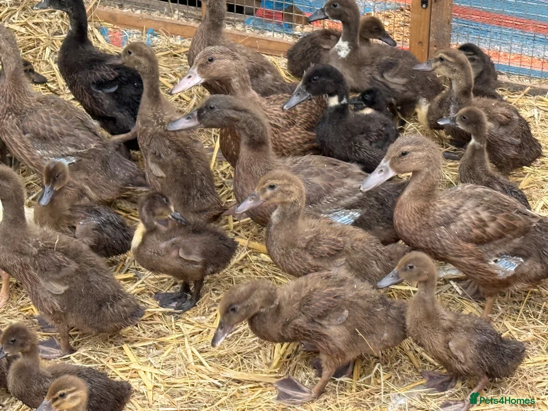 Ducks poultry for sale: Ducks  in Pevensey - Advert 1