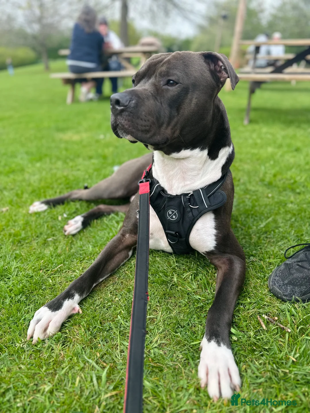 Mixed Breed dogs for sale: Staffordshire cross Lurcher  - Advert 4