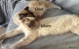 Ragdoll cats for sale: Gorgeous male ragdoll kittens  - Image 14