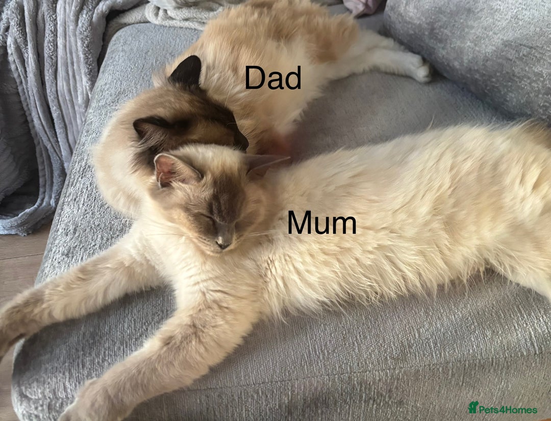 Ragdoll cats for sale: Gorgeous male ragdoll kittens  - Image 14