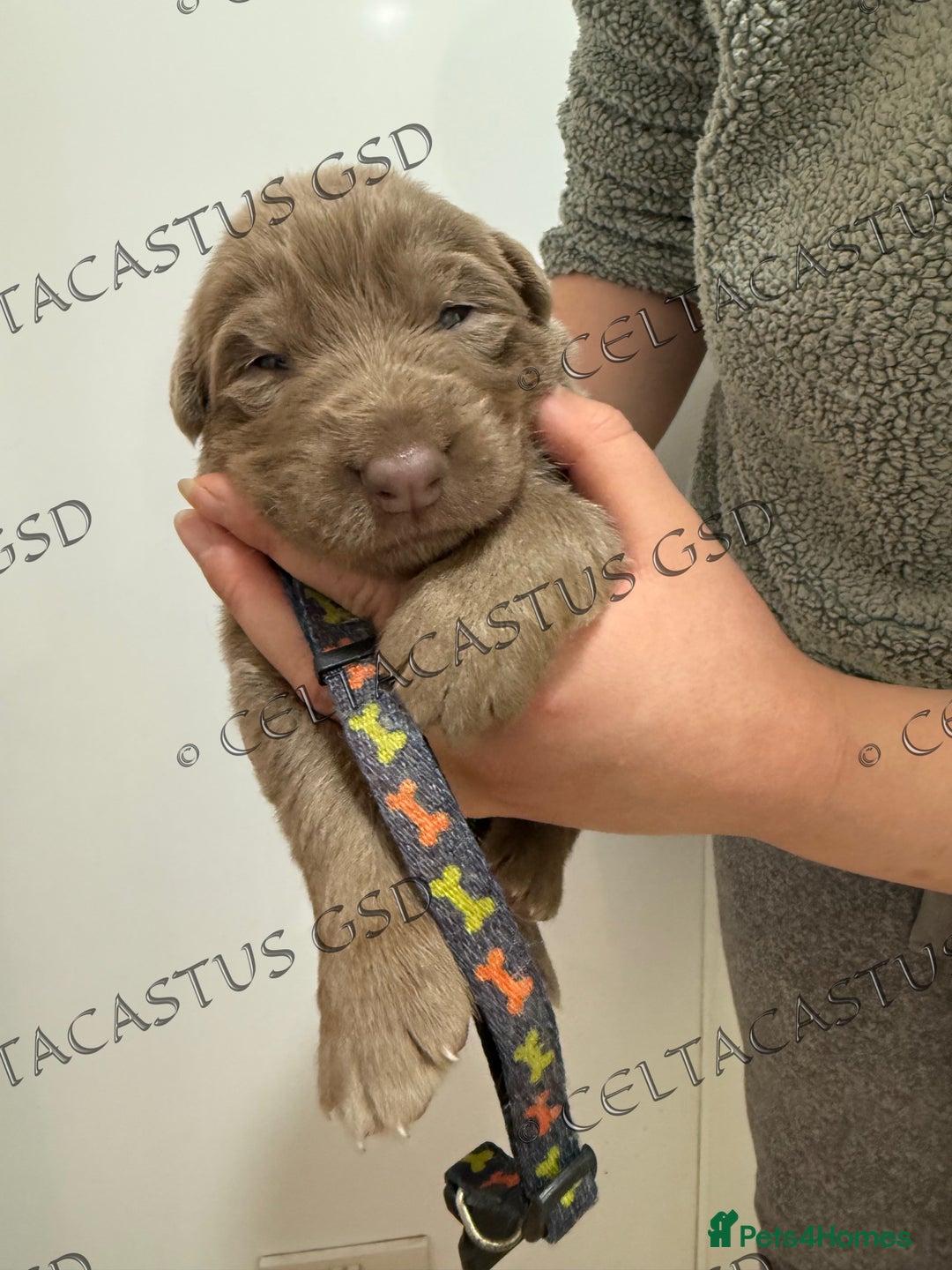 German Shepherd dogs for sale: Kcreg Isabella German shepherd pups  - Image 8