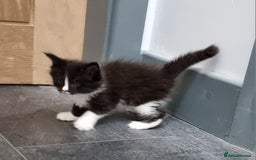 Maine Coon cats for sale: Pedigree GCCF Maine Coon Kitten available  - Image 28