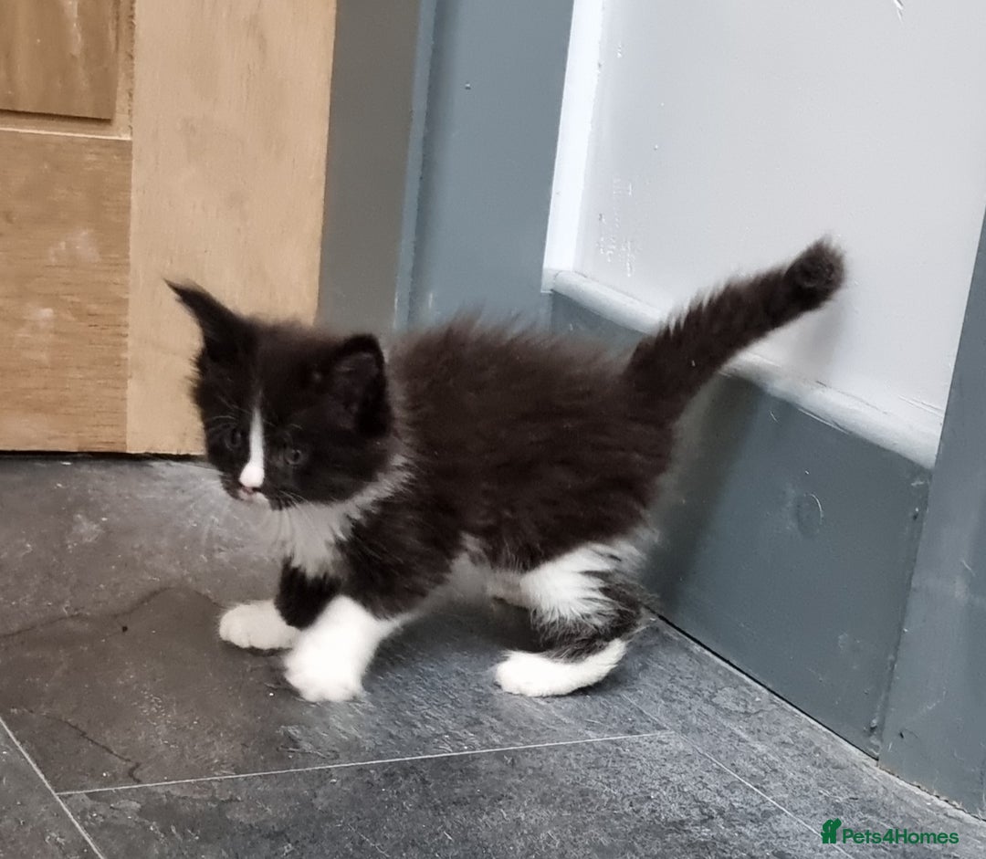 Maine Coon cats for sale: Pedigree GCCF Maine Coon Kitten available  - Image 28