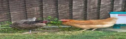 Mixed Breed birds for sale: 4 chickens and whole set up in Colchester - Advert 2