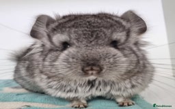 Chinchilla rodents for sale: Royal Persian Angora Male kit - Image 2
