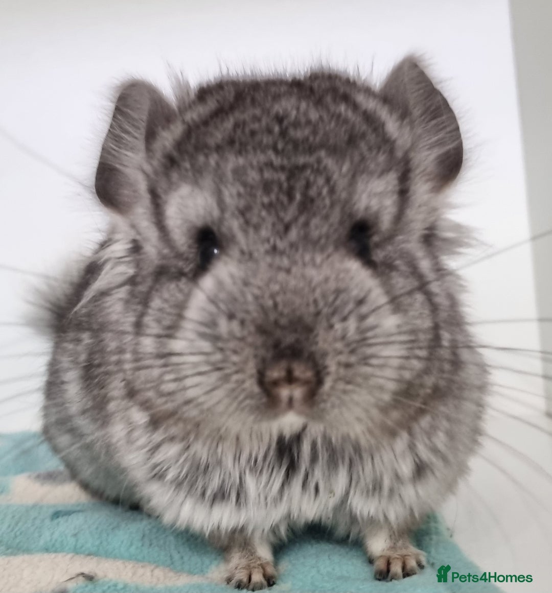 Chinchilla rodents for sale: Royal Persian Angora Male kit - Image 2