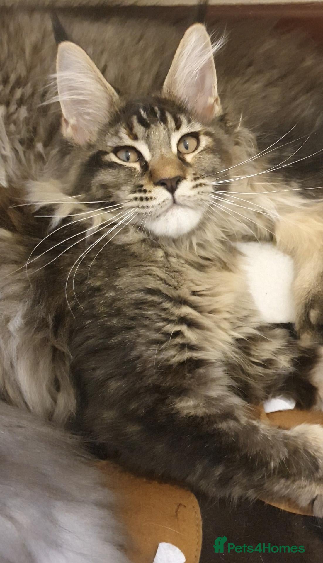 Maine Coon cats for sale: pure maine coon kittens - Advert 2