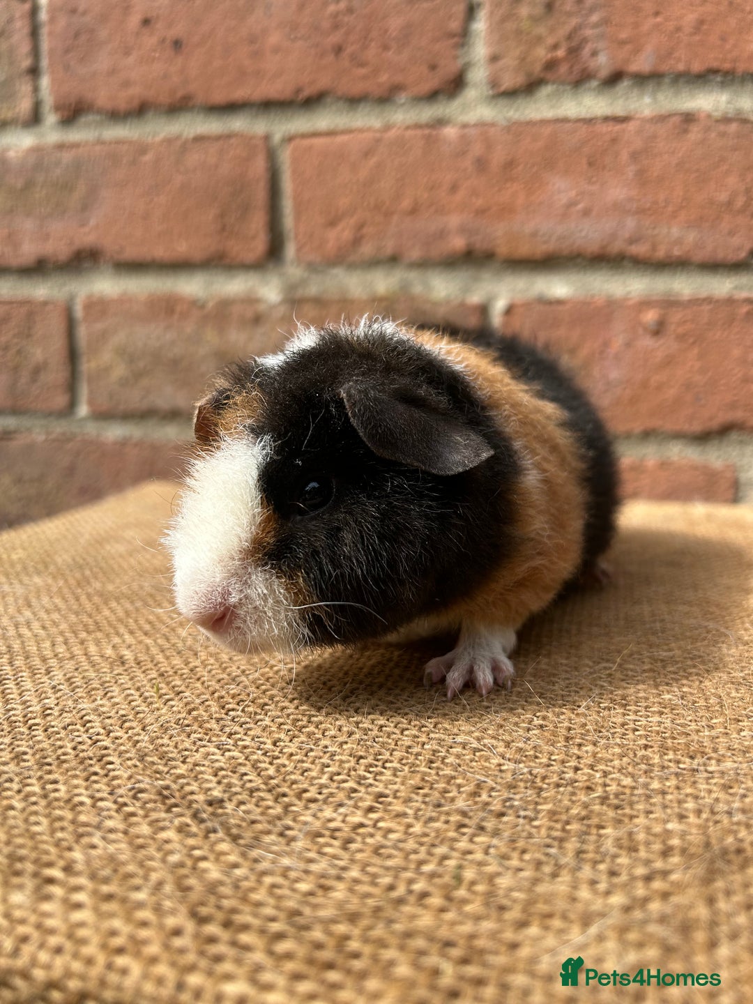 Guinea Pig rodents for sale: Beautiful boars! - Image 2