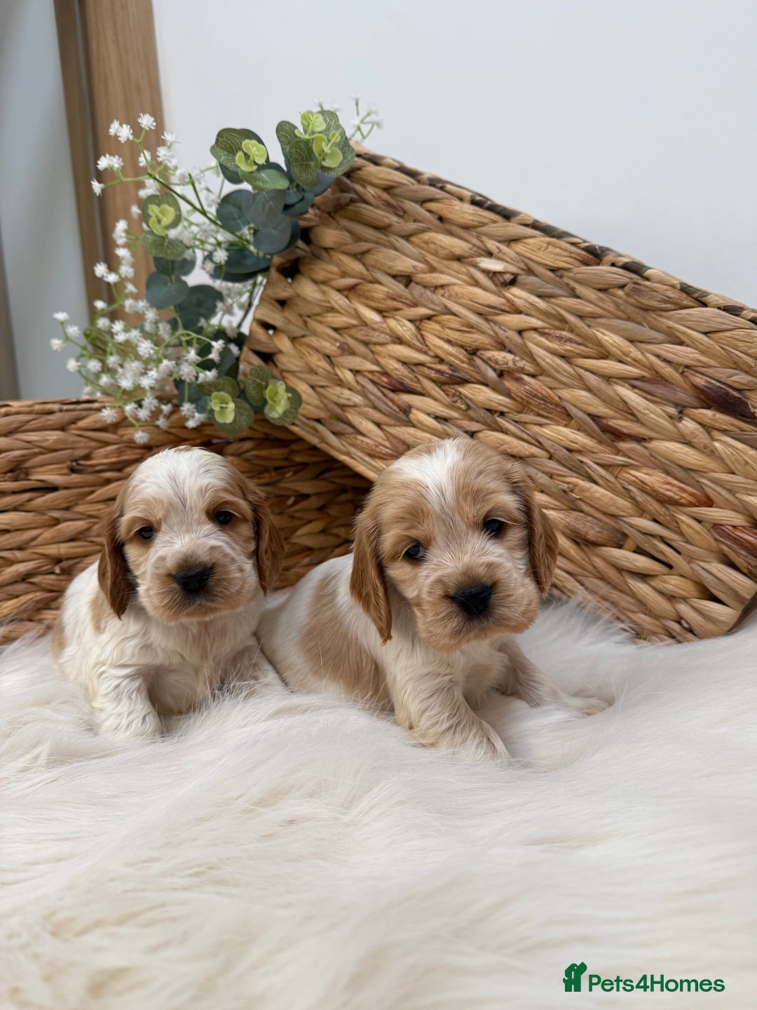 Cocker Spaniel dogs for sale: Quality Health Tested KC Reg Show cocker spaniels  - Advert 17