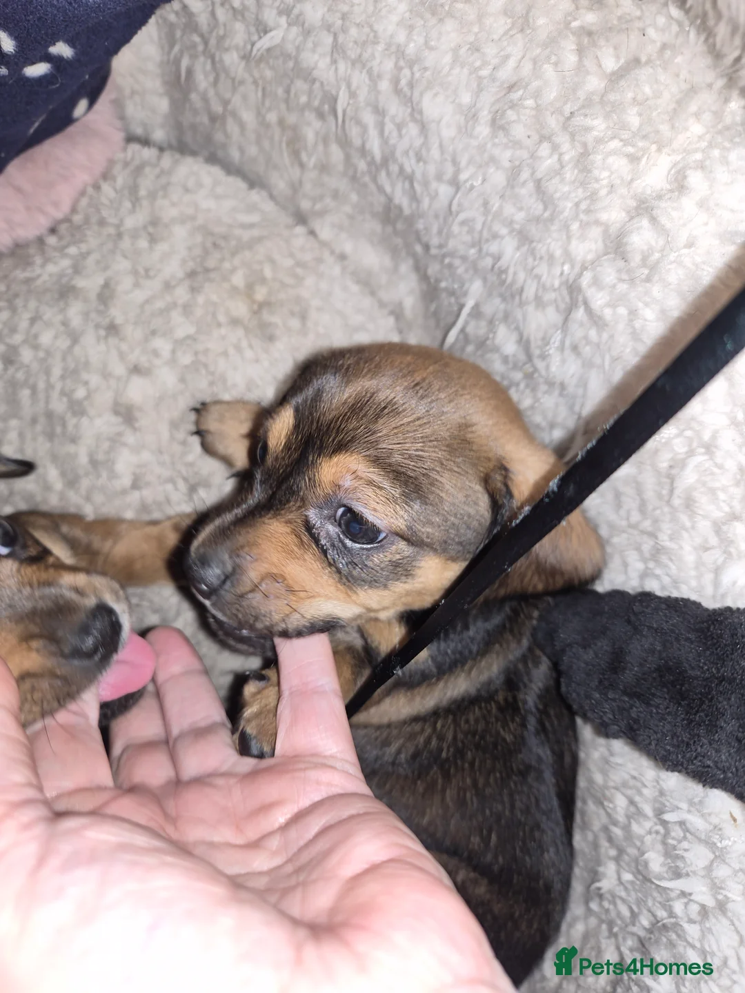 Chiweenie dogs for sale: Beautiful chiweenies  - Advert 5